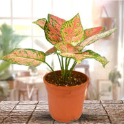 Ornamental windflower Aglaonema Seeds