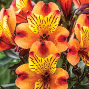 Peruvian Lily Alstroemeria Seeds