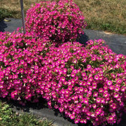 Supertunia Petunia Seeds