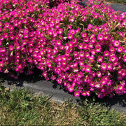 Supertunia Petunia Seeds