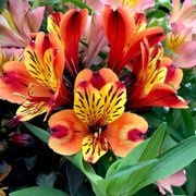 Garden Alstroemeria Seeds