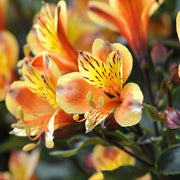 Garden Alstroemeria Seeds