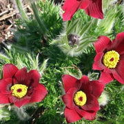 Red Pulsatilla Anemone Seeds