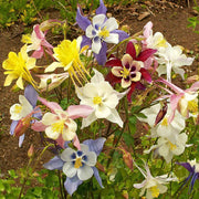 Aquilegia Mixed Mckana Giant Columbine Seeds