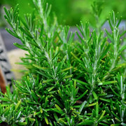 Rosemary Seeds - Herbal Plant for Home Gardens Seeds