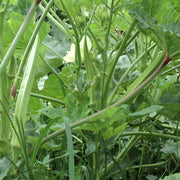 Abelmoschus esculentus Okra Seeds