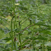 Abelmoschus esculentus Okra Seeds