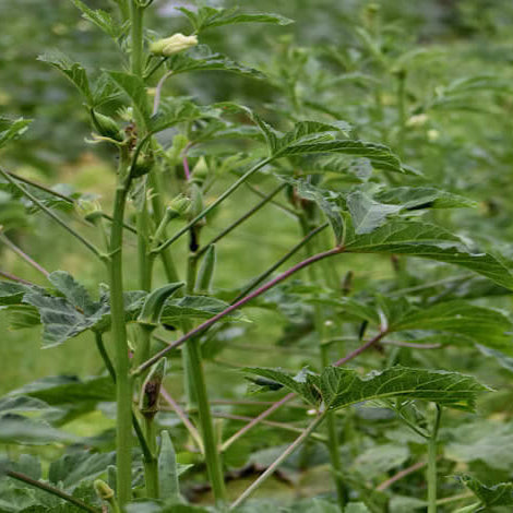 Abelmoschus esculentus Okra Seeds