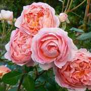 Elegant Apricot-Pink Climbing Rose Seeds