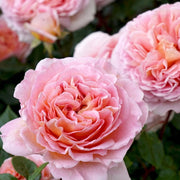 Elegant Apricot-Pink Climbing Rose Seeds