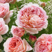 Elegant Apricot-Pink Climbing Rose Seeds