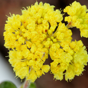 Yellow Abronia Latifolia Seeds