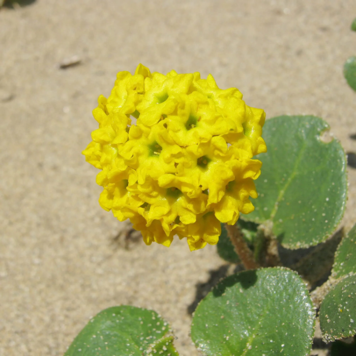 Yellow Abronia Latifolia Seeds