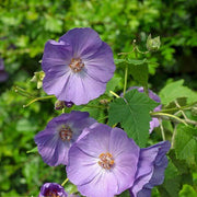 Blue Striatum Abutilon Seeds