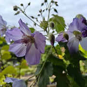Blue Striatum Abutilon Seeds