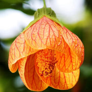 Striatum Abutilon Seeds