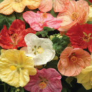 Hybridum Abutilon Seeds