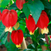 Trailing Lantern Abutilon Megapotamicum Seeds