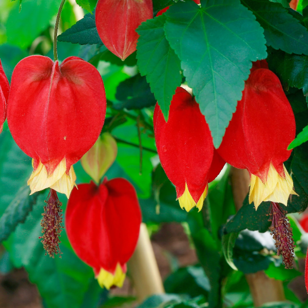Trailing Lantern Abutilon Megapotamicum Seeds
