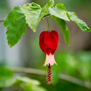 Trailing Lantern Abutilon Megapotamicum Seeds