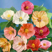 Mixed Abutilon Seeds
