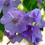 Blue Striatum Abutilon Seeds