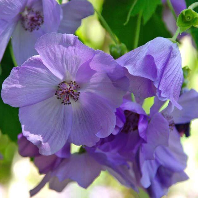Blue Striatum Abutilon Seeds