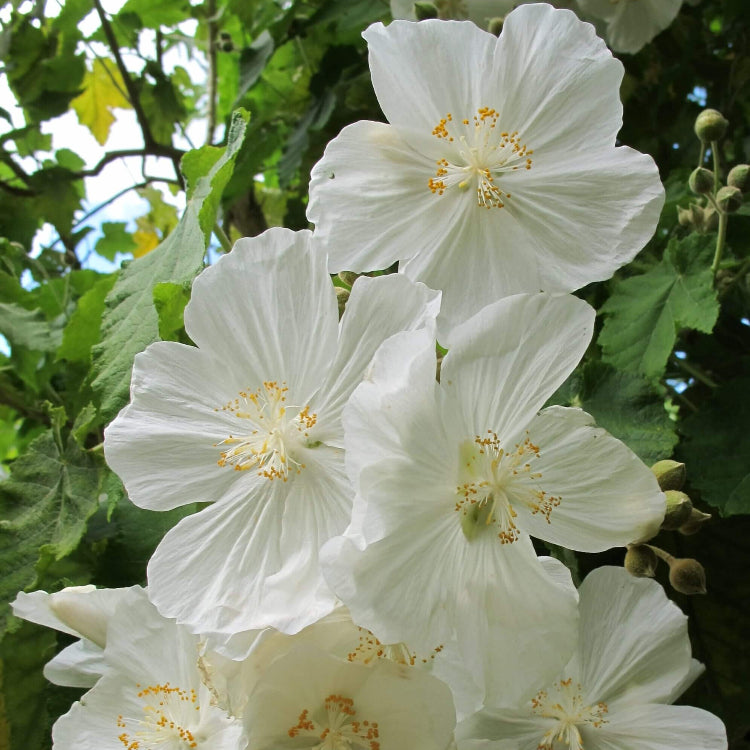 Heirloom Abutilon Seeds