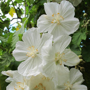 Heirloom Abutilon Seeds