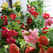 Hybridum Abutilon Seeds