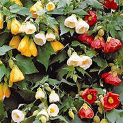Mixed Abutilon Seeds