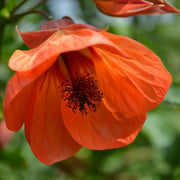 Striatum Abutilon Seeds