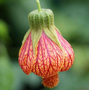 Striatum Abutilon Seeds