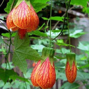 Striatum Abutilon Seeds