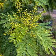 Acacia Dealbata Seeds - Flower Plant For Home Gardens