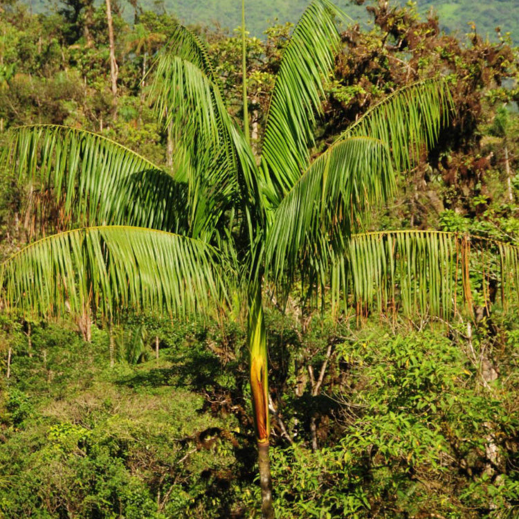 Acai Berry Seeds - Fruit Plant