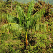Acai Berry Seeds - Fruit Plant