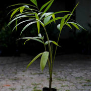Acai Seeds - All In One For Home Gardens