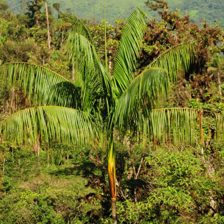 Acai Seeds - Fruit Plant For Home Gardens