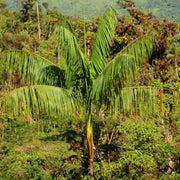 Acai Seeds - Fruit Plant For Home Gardens