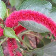 Chenille Kitten Tail Acalypha Seeds