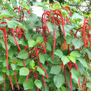 Chenille Kitten Tail Acalypha Seeds