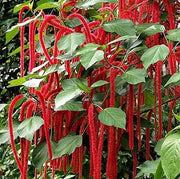 Acalypha Seeds - for Home Gardens Seeds