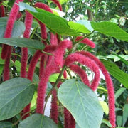 Acalypha Seeds - for Home Gardens Seeds