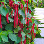 Hardy Acalypha Seeds