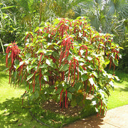 Hardy Acalypha Seeds