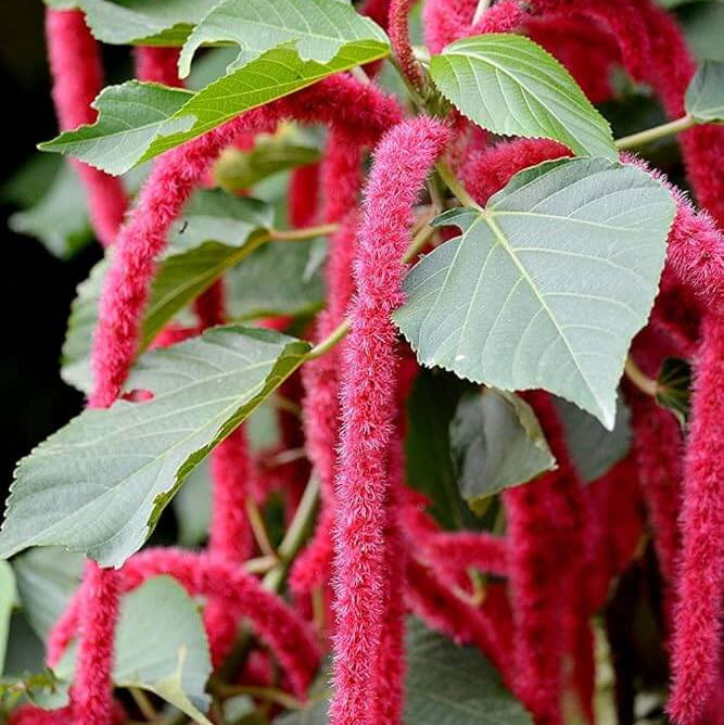 Pink Chenille Acalypha Seeds