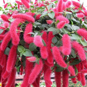 Pink Chenille Acalypha Seeds