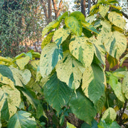 Acalypha Seeds - for Home Gardens Seeds