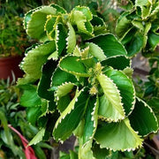 Acalypha Seeds - for Home Gardens Seeds